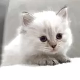 サイベリアン