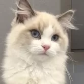 ラグドール【東京都・男の子・2024年12月27日・ブルーポイントバイカラー】の写真1「太い骨格のイケメン君🩵性格は温厚甘えん坊✨️」