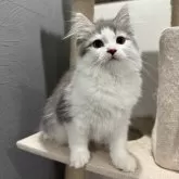サイベリアン
