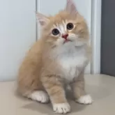 サイベリアン