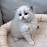 ラグドール【東京都・男の子・2024年12月27日・ブルーポイントバイカラー】の写真11