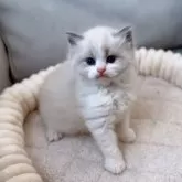 ラグドール【東京都・男の子・2024年12月27日・ブルーポイントバイカラー】の写真12