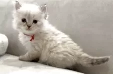 サイベリアン【東京都・女の子・2025年3月31日・ブルーリンクスポイント】の写真7