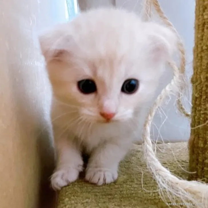 ID：2208-01323の子猫