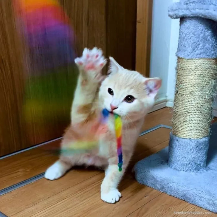 ID：2406-03771の子猫