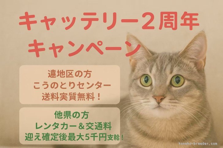 張　童瑶(ちょう　とうよう)ブリーダー(千葉県・マンチカンなど・ICC登録)の紹介写真1