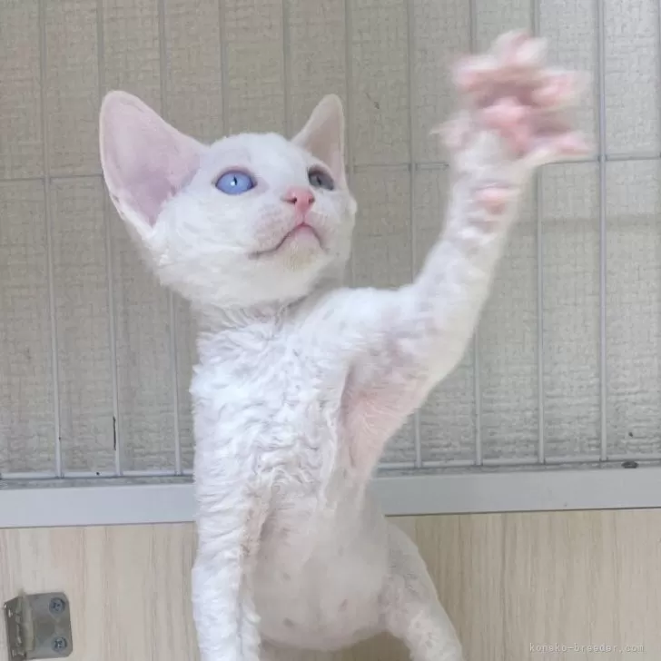 ID：2401-02005の子猫