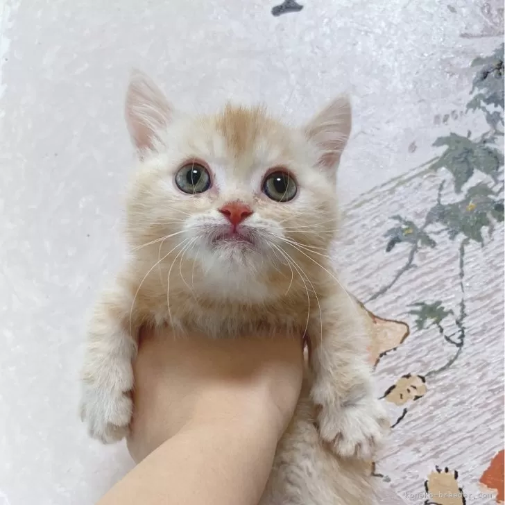 ID：2401-00777の子猫