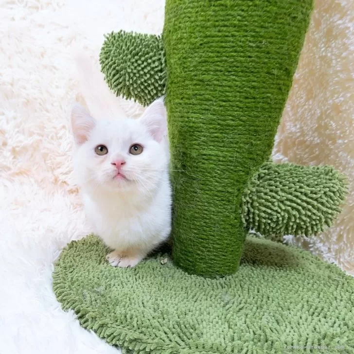 ID:2409-02369の子猫