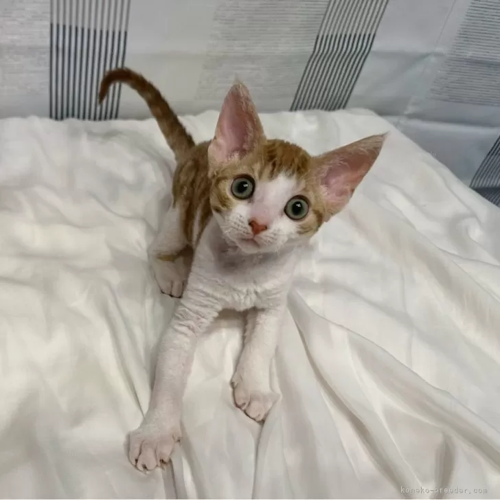 ID：2404-00018の子猫