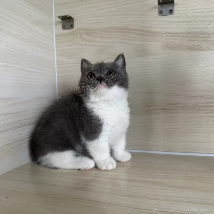 ID：2406-00171の子猫