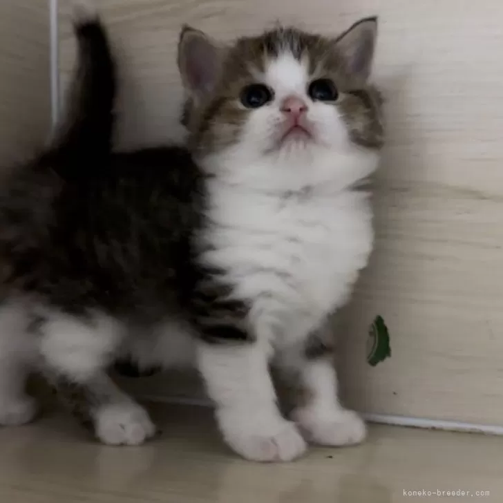 ID：2403-01535の子猫