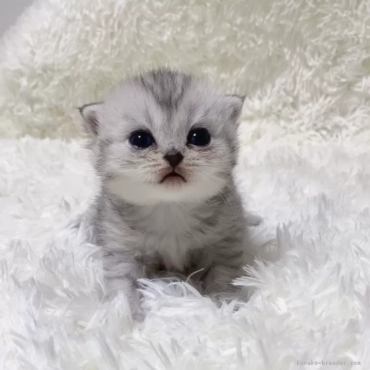 ID:2405-02688の子猫