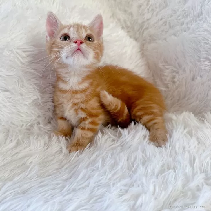 ID:2409-02149の子猫