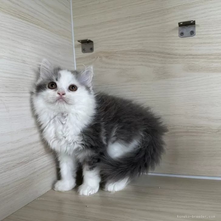 ID：2406-00170の子猫