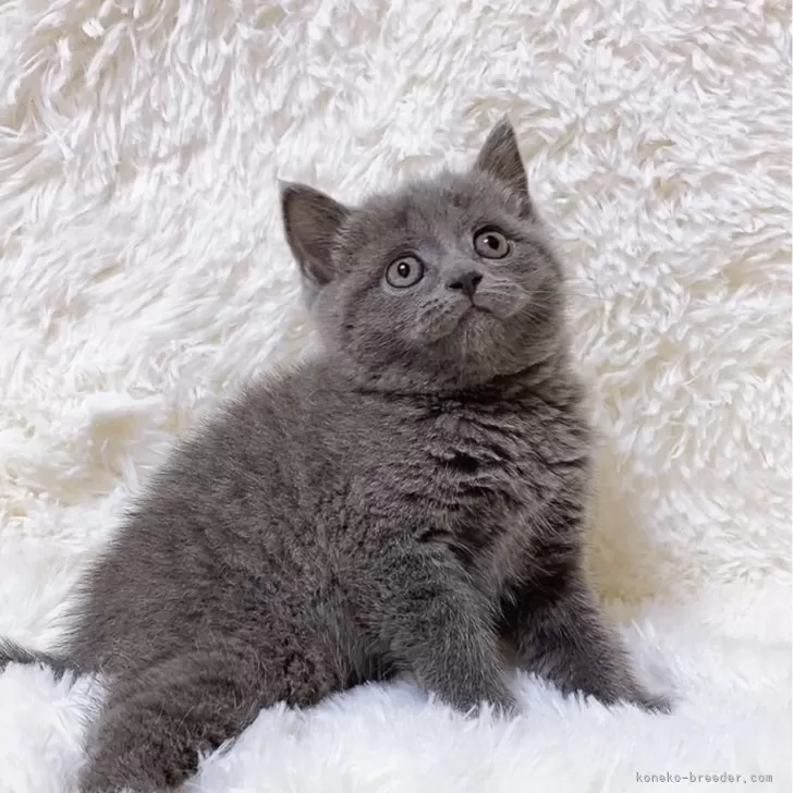 ID：2405-02654の子猫