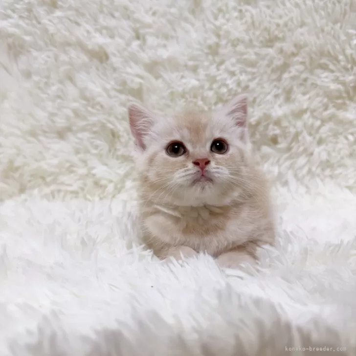 ID：2406-00370の子猫