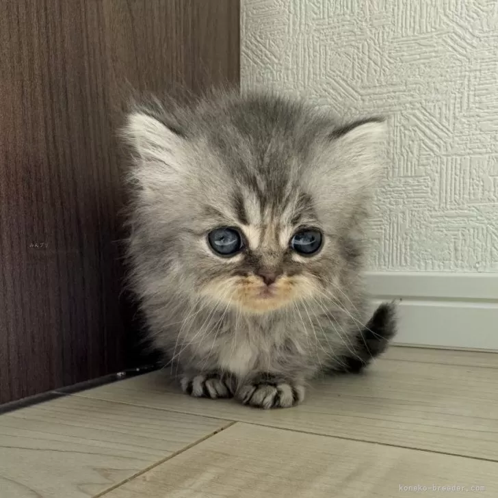 ID：2411-02175の子猫