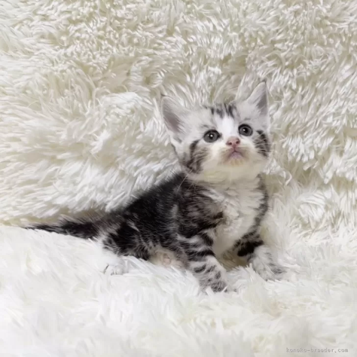 ID：2407-02201の子猫