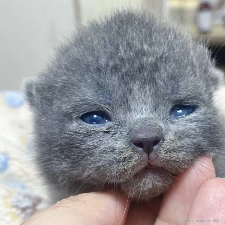 ID：2404-01865の子猫