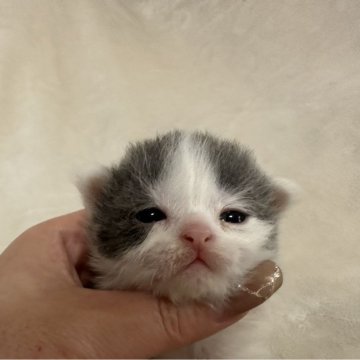 ブリティッシュショートヘア【千葉県・男の子・2024年3月24日・ブルーホワイト】の写真「まん丸なかお！」