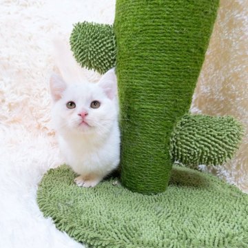 マンチカン【千葉県・男の子・2024年8月15日・ホワイト】の写真「丸くお雪団子🍡頭に黒い毛が2点あり😊」