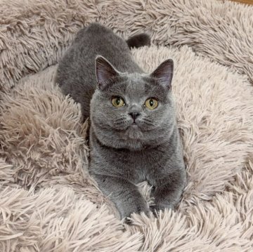 マンチカン【千葉県・女の子・2024年6月17日・ブルー】の写真「〜年末セール〜まん丸な顔が可愛い🩷」
