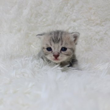 マンチカン【千葉県・男の子・2024年6月17日・ブルータビー】の写真「色薄めの短足ちゃん❣️」