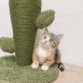 マンチカン(短足)【千葉県・女の子・2024年8月15日・キャリコ】の写真1「❣️特別価格❣️」