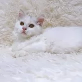 ミヌエット(短足)【千葉県・男の子・2024年4月10日・ブルーホワイト】の写真3