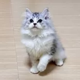 ミヌエット(長足)【千葉県・女の子・2024年8月25日・シルバータビーホワイト】の写真3