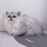 ミヌエット(短足)【千葉県・女の子・2024年8月20日・シルバータビー】の写真5