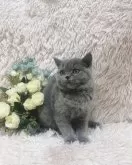 ブリティッシュショートヘア【千葉県・女の子・2023年9月23日・ブルー】の写真5