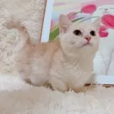 マンチカン(短足)【千葉県・男の子・2025年7月16日・クリームカメオタビー】の写真10