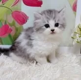 ミヌエット(長足)【千葉県・男の子・2025年9月15日・シルバータビーホワイト】の写真11