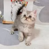 ブリティッシュショートヘア【千葉県・女の子・2025年8月8日・シルバータビー】の写真11