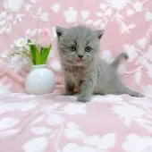 ブリティッシュショートヘア【千葉県・女の子・2025年5月10日・ブルー】の写真11