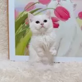 ミヌエット(短足)【千葉県・女の子・2025年9月15日・ホワイト&シルバー】の写真11