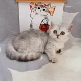 マンチカン(短足)【千葉県・女の子・2025年7月16日・シルバータビー】の写真12