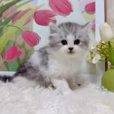 ミヌエット(長足)【千葉県・男の子・2025年9月15日・シルバータビーホワイト】の写真12