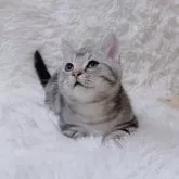 マンチカン(短足)【千葉県・男の子・2024年12月16日・シルバータビー】の写真12