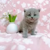 ブリティッシュショートヘア【千葉県・女の子・2025年5月10日・ブルー】の写真12