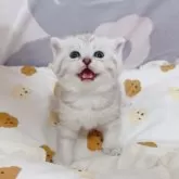 ミヌエット(長足)【千葉県・女の子・2025年3月10日・シルバータビー】の写真12