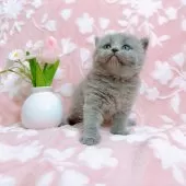 ブリティッシュショートヘア【千葉県・女の子・2025年5月10日・ブルー】の写真13