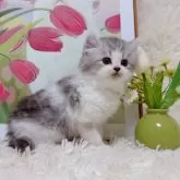 ミヌエット(長足)【千葉県・男の子・2025年9月15日・シルバータビーホワイト】の写真14