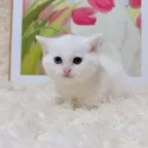 マンチカン(短足)【千葉県・男の子・2025年9月15日・ホワイト】の写真6