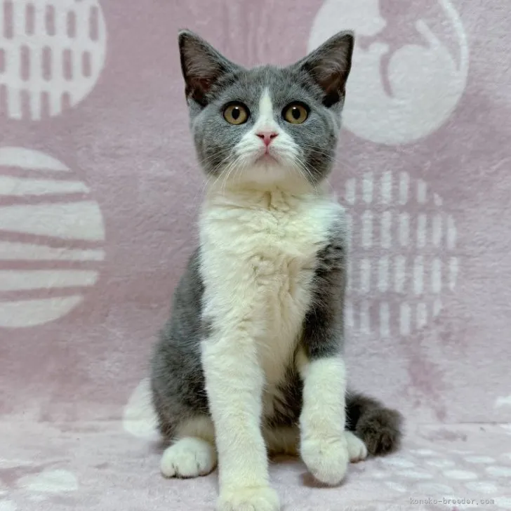 ID：2608-51359の子猫