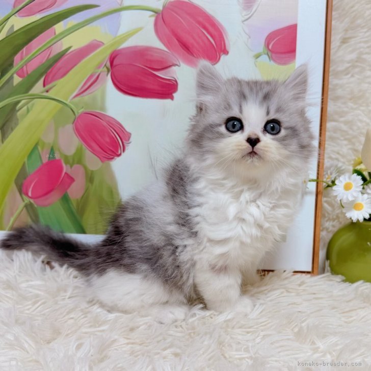 ブリーダー画像