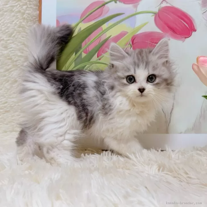 ミヌエット(長足)【千葉県・男の子・2025年9月15日・シルバータビーホワイト】の写真1