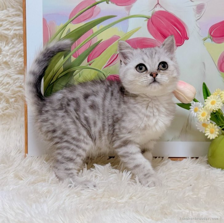 ブリーダー画像